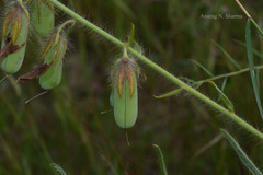 Crotalaria mysorensis